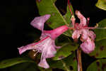 Chapman's rhododendron